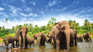 sri-lanka-elephants-1600x900