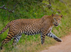 travel sri lanka (2)